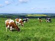 Kühe auf der Weide