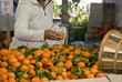 Photo: woman picking oranges woman picking oranges