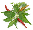 piments forts