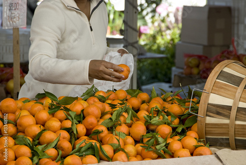 Photo: woman picking oranges woman picking oranges