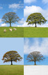 Oak Tree in Four Seasons Oak Tree in Four Seasons