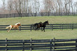 spring pasture