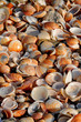 Seashell background.Israel.The mediterranean sea