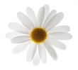 white marguerite