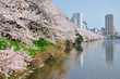 Cherry blossom in Tokyo