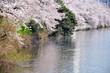 Floraison des cerisiers àTokyo