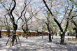 Cherry blossom at Yasukuni shrine, Tokyo