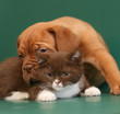 Pup and kitten. Pup and kitten.
