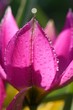 Tulpenblüte mit Tropfen [vert.]
