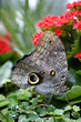 Papillon exotique