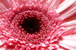 gerbera