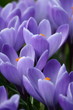 Crocuses