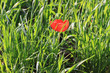 Foto: Mohnblume Mohnblume