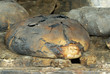 miche de pain de seigle