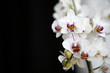 Orchidee