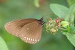euploea core euploea core