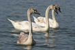 Schwanen Jungvögel
