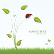 Ladybird in the grass