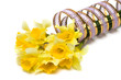 yellow daffodil with pink ribbon