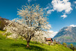 Blossoming cherry tree