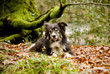 Autumn Collie