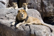 three kings