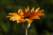 Orange Flower with Fly