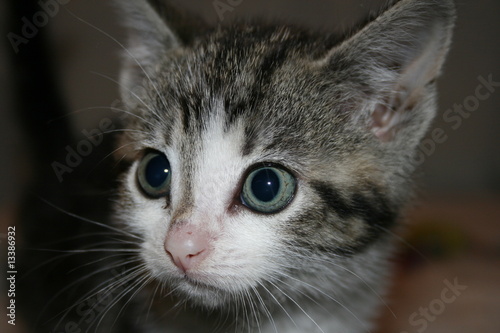 Photo: Kitten's eyes Kitten's eyes