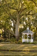 White Gazebo Under Southern Oak