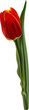 tulip