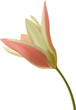 tulip