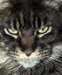 cat snout