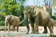 Elefanten im Basler Zoo