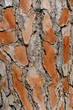 Wood texture