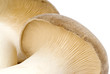 King Oyster Mushrooms Isolated on White King Oyster Mushrooms Isolated on White