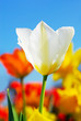 Colorful spring