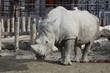 Force du rhino