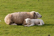 lambs