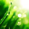 shine water drop shine water drop