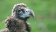 condor
