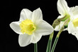 jonquil jonquil