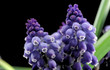 muscari