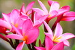 Frangipani plant