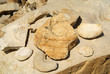 Fossilien