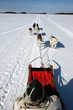 Balade en chiens de traineau en Finlande Balade en chiens de traineau en Finlande