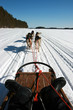 Balade en chiens de traineau en Finlande Balade en chiens de traineau en Finlande