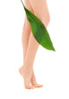 female legs with green leaf female legs with green leaf