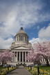 Legislative Building with Cherry Blossoms
