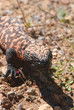 Vertical Gila Monster