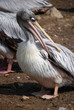 Nettoyage du plumage